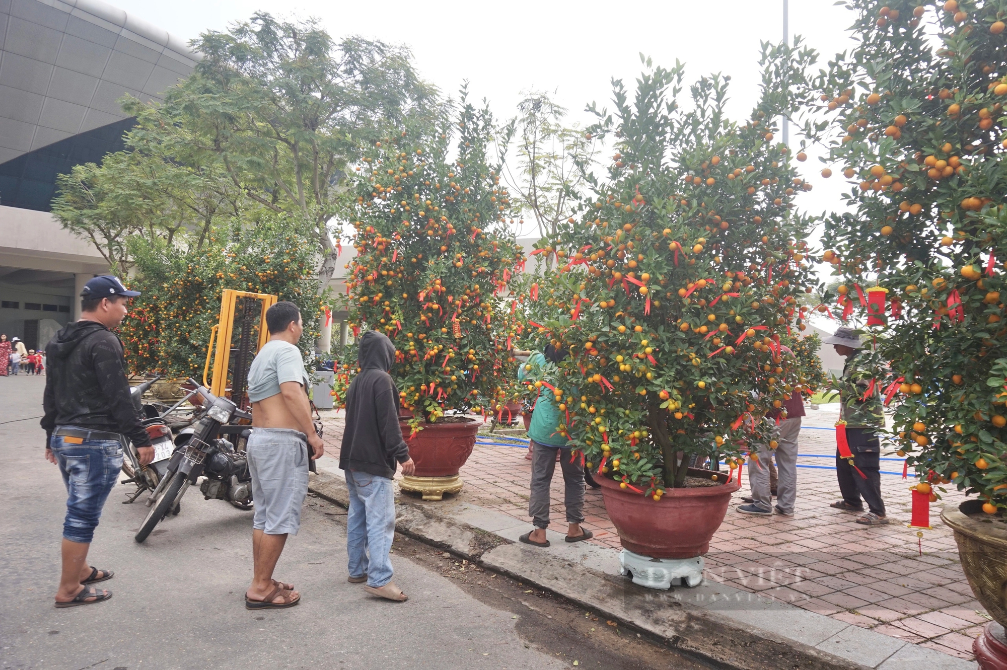 La liệt chậu mai vàng "khủng", quất tết ở chợ hoa Xuân Đà Nẵng, tiểu thương vẫn chờ đợi điều gì?- Ảnh 7.