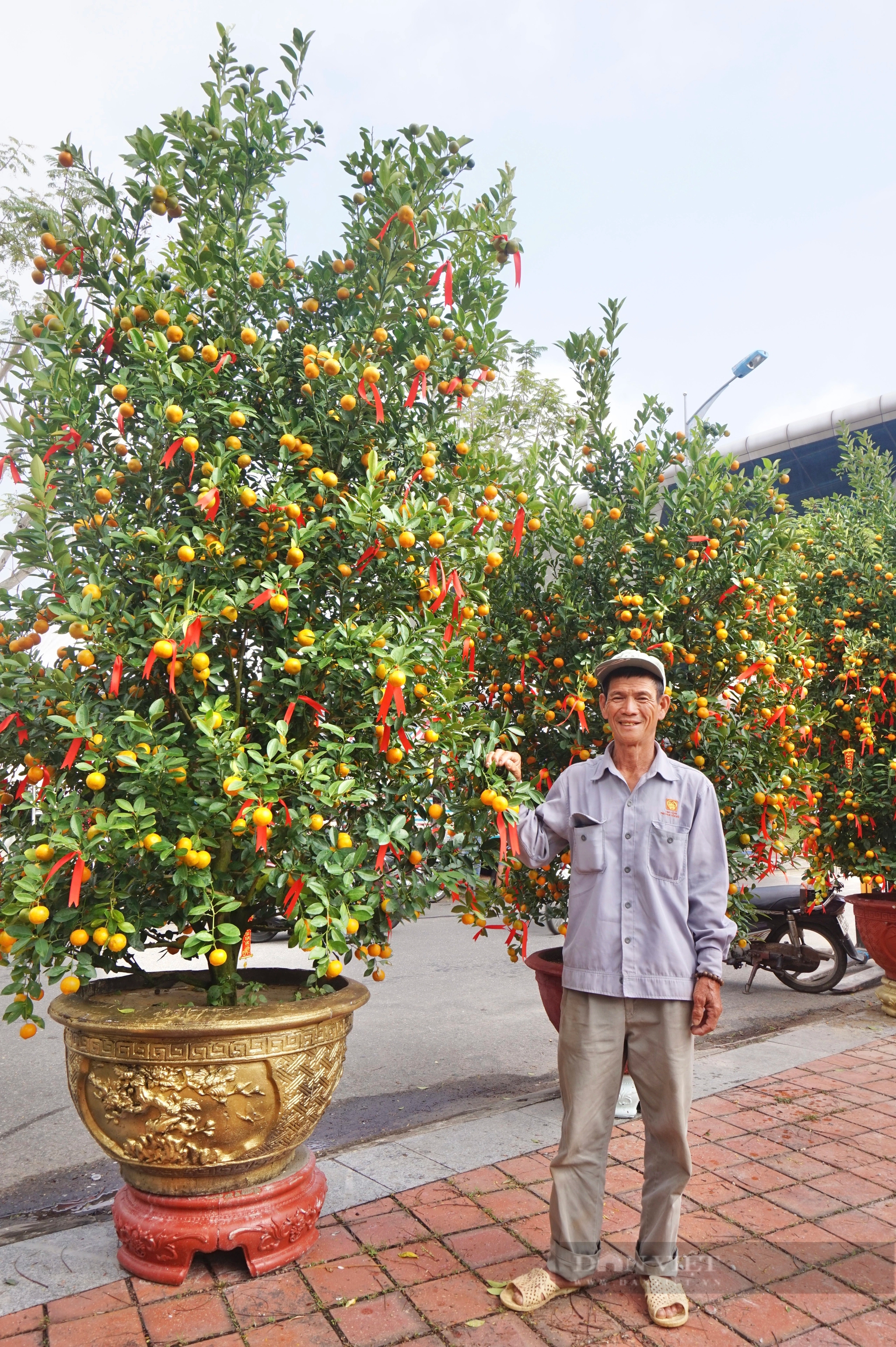 La liệt chậu mai vàng "khủng", quất tết ở chợ hoa Xuân Đà Nẵng, tiểu thương vẫn chờ đợi điều gì?- Ảnh 8.