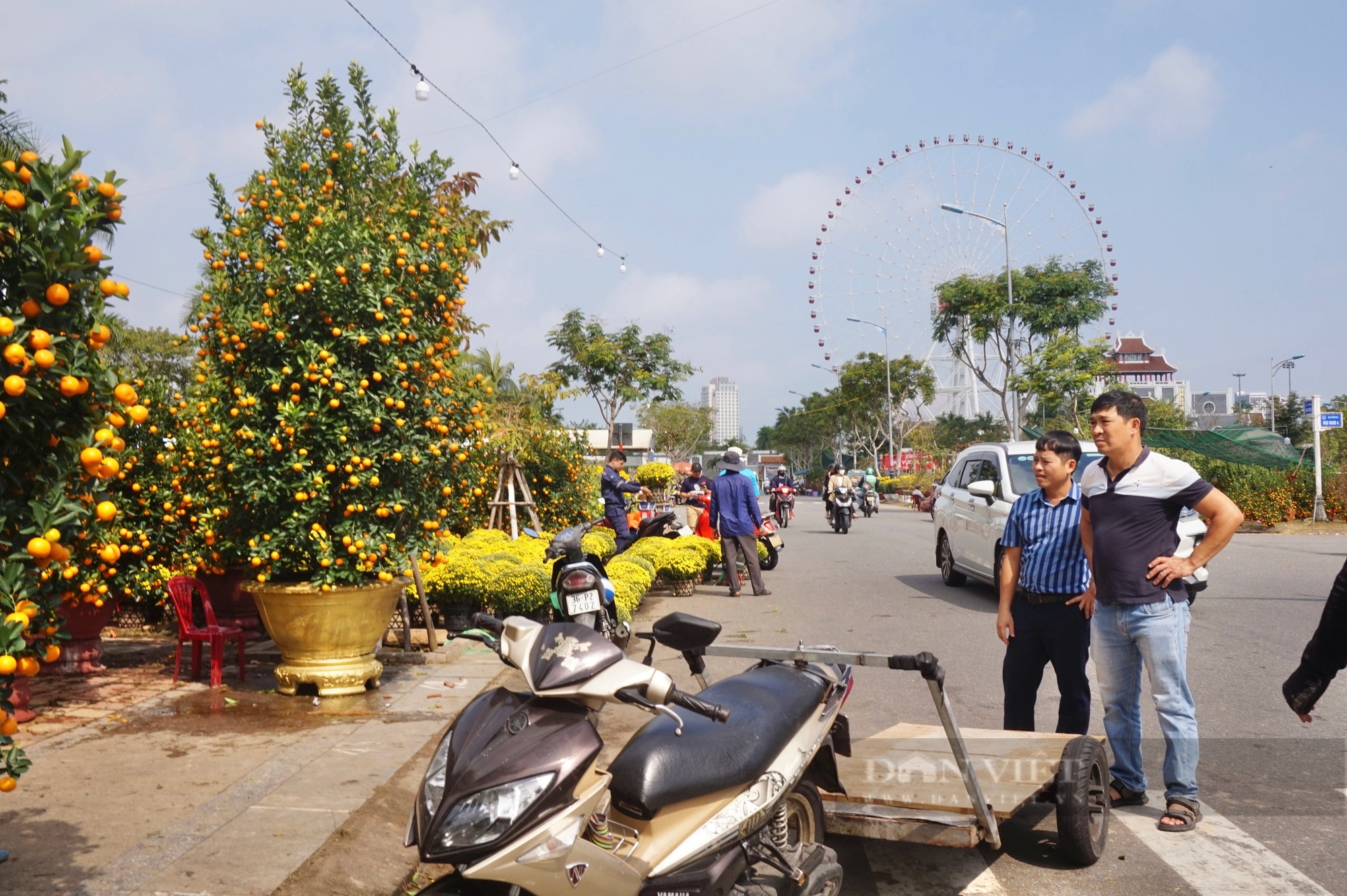La liệt chậu mai vàng "khủng", quất tết ở chợ hoa Xuân Đà Nẵng, tiểu thương vẫn chờ đợi điều gì?- Ảnh 9.