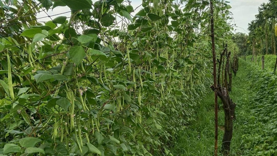 Trồng xen canh rau với sầu riêng, mít Thái kiểu gì mà dân Hậu Giang nhanh có tiền, vườn đẹp như phim?- Ảnh 4.