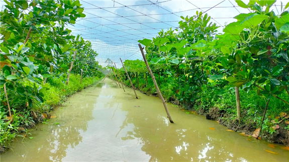 Trồng xen canh rau với sầu riêng, mít Thái kiểu gì mà dân Hậu Giang nhanh có tiền, vườn đẹp như phim?- Ảnh 1.