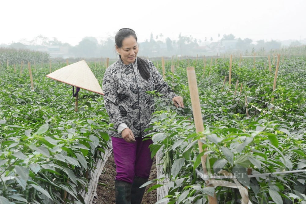 Mới ra Giêng, nông dân Phú Thọ đã "cháy hàng" cây giống- Ảnh 3.