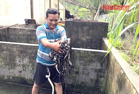 Con đặc sản nuôi dưới bể xi măng, ông nông dân Hậu Giang lội xuống vốc một bầy ngoe nguẩy trên tay- Ảnh 1.