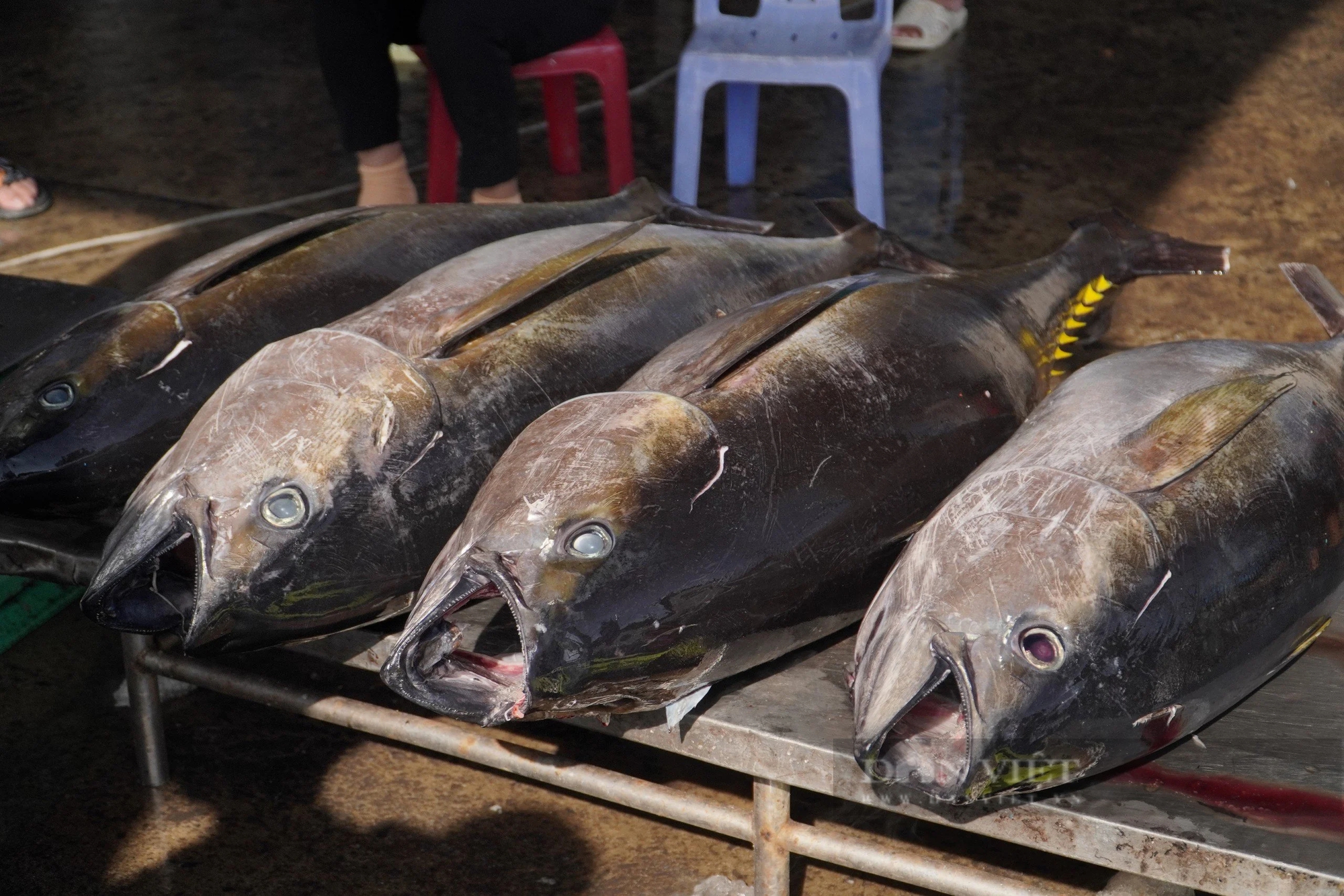 Những chuyến biển xuyên Tết mang hàng tấn cá ngừ đại dương về cảng Nha Trang - Ảnh 2.