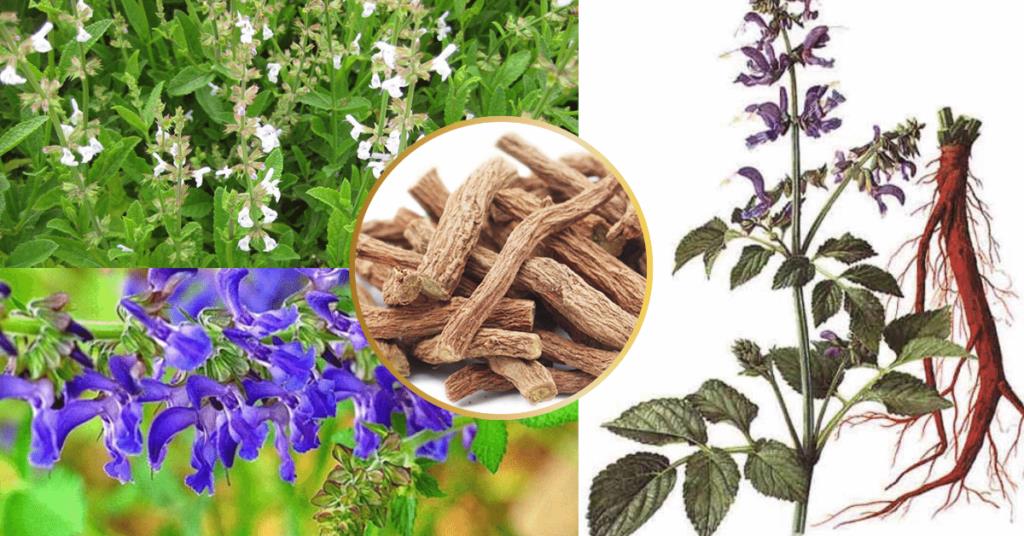 Giải pháp cải thiện ù tai kéo dài nhiều năm từ thảo dược Kim Thính- Ảnh 3.