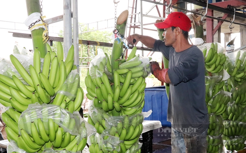 Công nhân tách từng nải chuối xanh ra khỏi buồng khi vừa thu hoạch. Ảnh: Trần Khánh