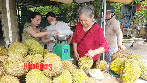 Đây chính là loại sầu riêng bán giá cao nhất tại các nhà vườn ở Hậu Giang, đó là giống sầu riêng gì?- Ảnh 1.