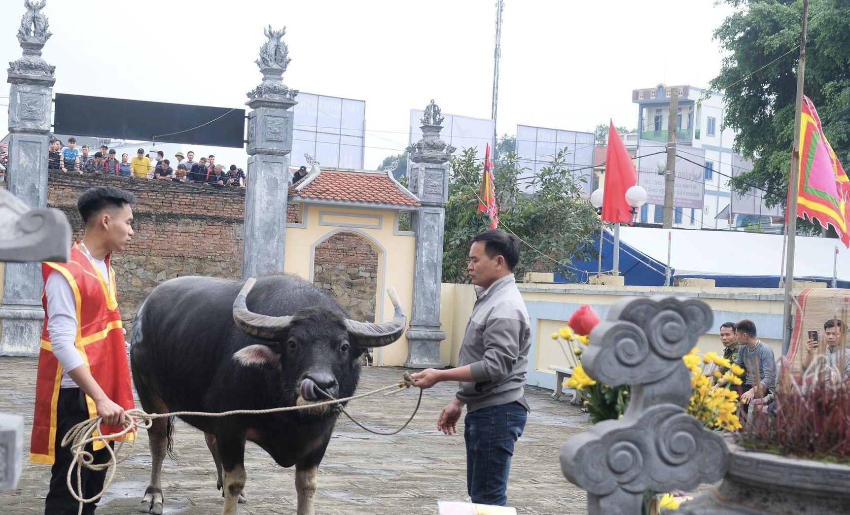Chọi trâu Hải Lựu: Tiêu chí chọn chủ trâu ngặt nghèo và những điều cấm kỵ trước ngày lễ hội- Ảnh 2.