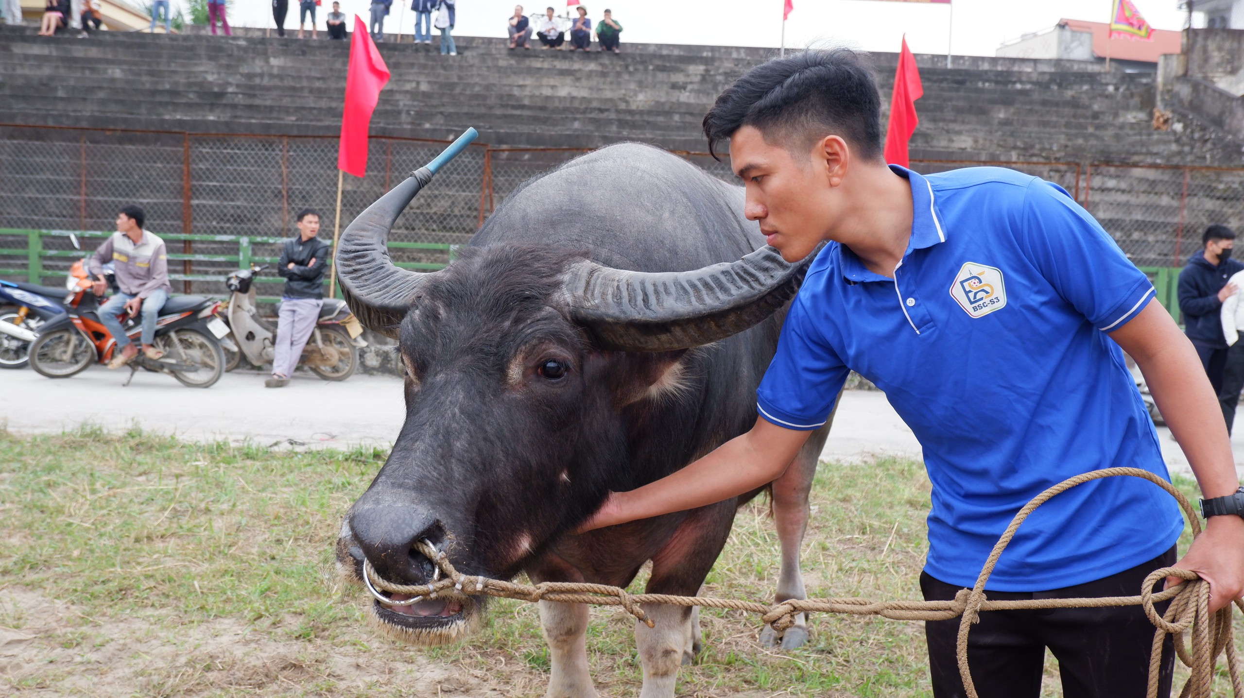 Chọi trâu Hải Lựu: Tiêu chí chọn chủ trâu ngặt nghèo và những điều cấm kỵ trước ngày lễ hội- Ảnh 3.