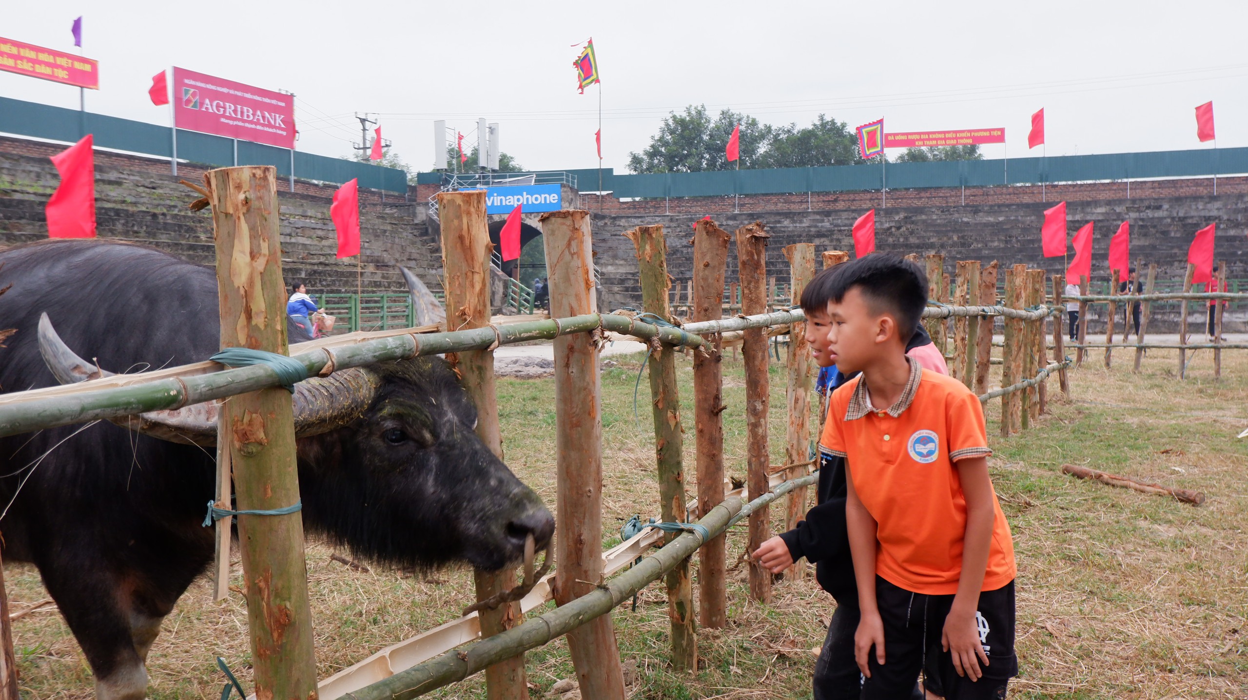 Chọi trâu Hải Lựu: Tiêu chí chọn chủ trâu ngặt nghèo và những điều cấm kỵ trước ngày lễ hội- Ảnh 5.