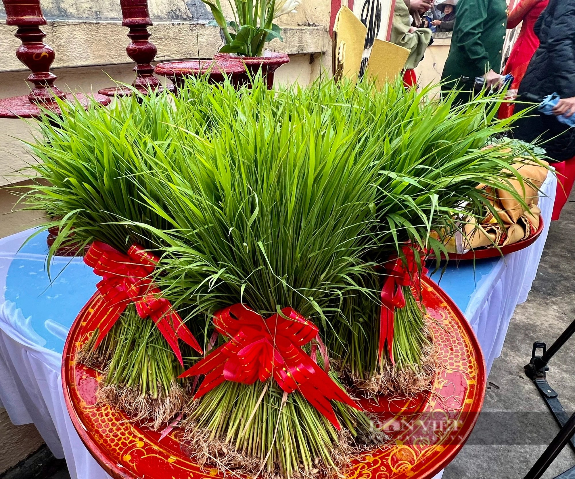 "Vua Hùng đi cấy" ở thành phố ngã ba sông Việt Trì- Ảnh 6.
