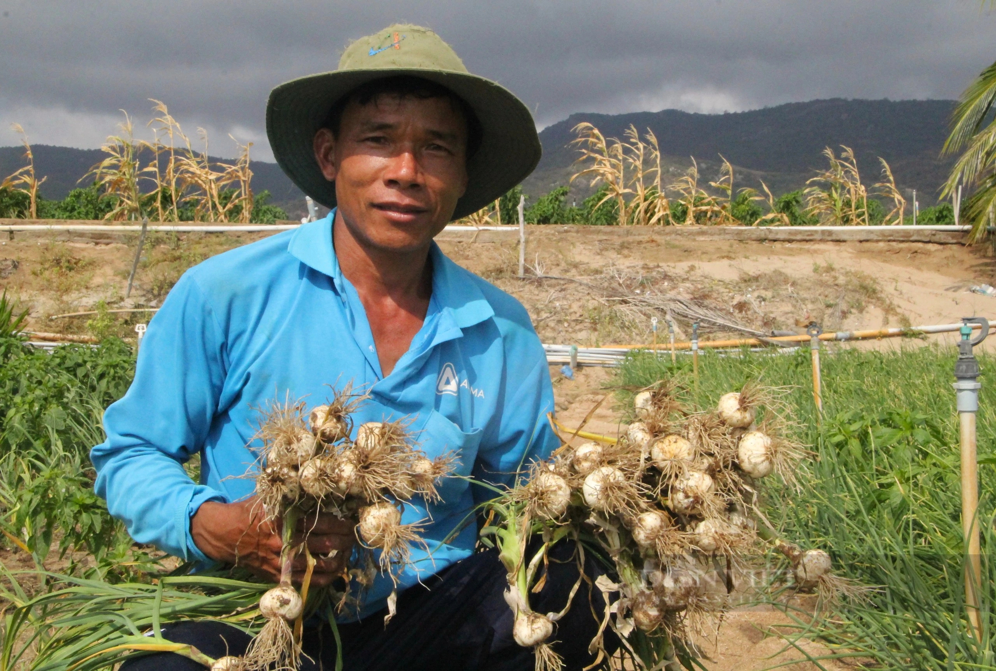 Qua thời bấp bênh, loại củ gia vị thơm ngon này ở Ninh Thuận có giá, nhổ bật lên toàn củ to bự- Ảnh 1.