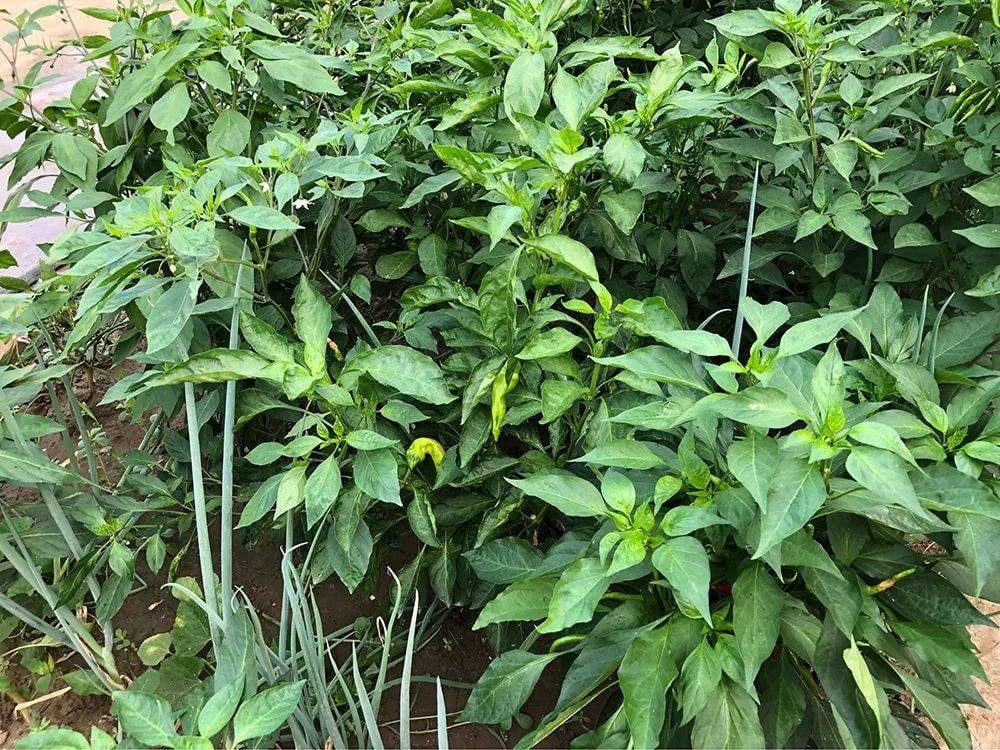 Thứ vứt đi hóa ra là loại rau siêu canxi, bổ máu, cải thiện thị lực, nhiều người không biết ăn- Ảnh 2.