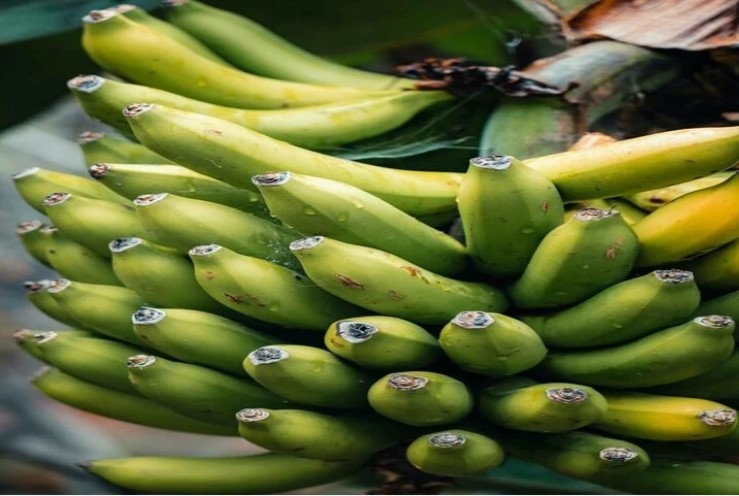Chuyên gia ăn kiêng tiết lộ cách ăn chuối giúp giảm nguy cơ ung thư, nhiều người không biết ăn chuối- Ảnh 1. Chuyên gia ăn kiêng tiết lộ cách ăn chuối giúp giảm nguy cơ ung thư, nhiều người không biết ăn chuối- Ảnh 1.