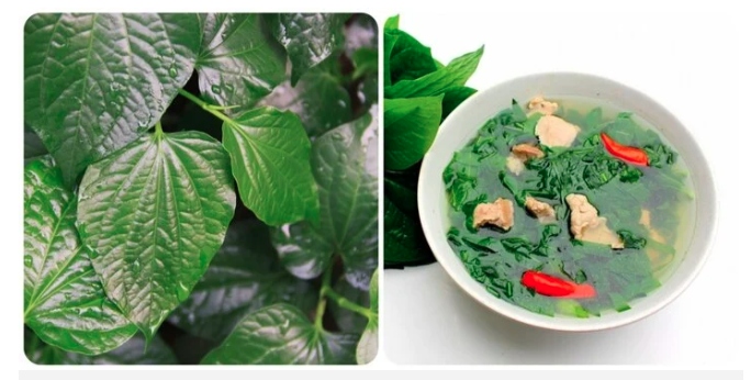 Tác dụng của cây lá lốt ít người biết, ăn lá lốt chữa bệnh gì?- Ảnh 1. Tác dụng của cây lá lốt ít người biết, ăn lá lốt chữa bệnh gì?- Ảnh 1.