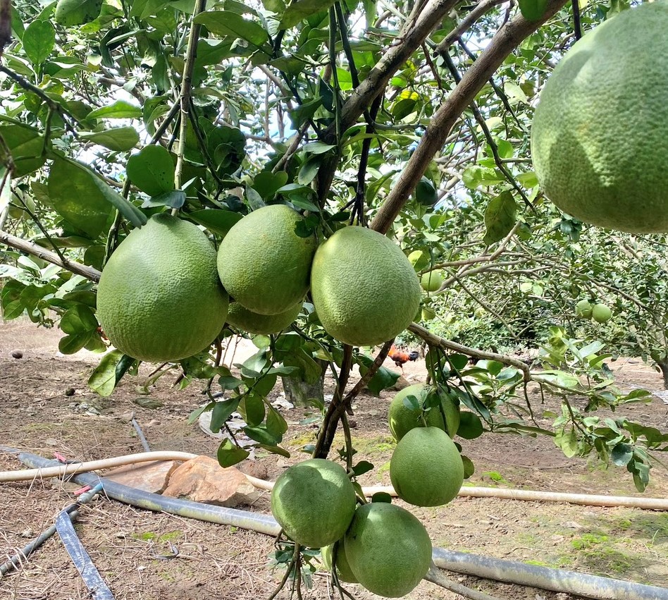 9X Khánh Hòa đã xinh lại còn giỏi bán bưởi da xanh, cả làng khen- Ảnh 6.