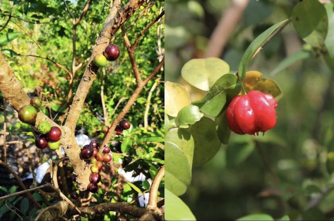 Những cây nho “độc lạ” đã đậu trái có giá 2 – 3 triệu đồng/cây, luôn trong tình trạng “cháy hàng”- Ảnh 1. Những cây nho “độc lạ” đã đậu trái có giá 2 – 3 triệu đồng/cây, luôn trong tình trạng “cháy hàng”- Ảnh 1.