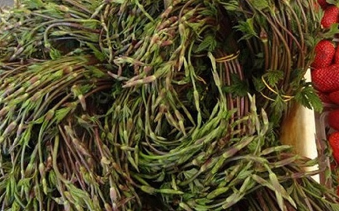 Loại cây "lạ" mọc hoang đắt đỏ nhất thế giới giá hơn 36 triệu đồng/kg- Ảnh 2. Loại cây "lạ" mọc hoang đắt đỏ nhất thế giới giá hơn 36 triệu đồng/kg- Ảnh 2.