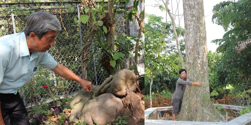 Những cây nho “độc lạ” đã đậu trái có giá 2 – 3 triệu đồng/cây, luôn trong tình trạng “cháy hàng”- Ảnh 3. Những cây nho “độc lạ” đã đậu trái có giá 2 – 3 triệu đồng/cây, luôn trong tình trạng “cháy hàng”- Ảnh 3.
