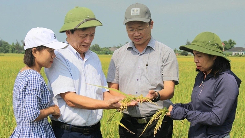 Trồng lúa theo hướng hữu cơ làm ra thứ gạo ngon lành, nông dân làm nhàn, tiền lời nhiều hơn hẳn- Ảnh 4.