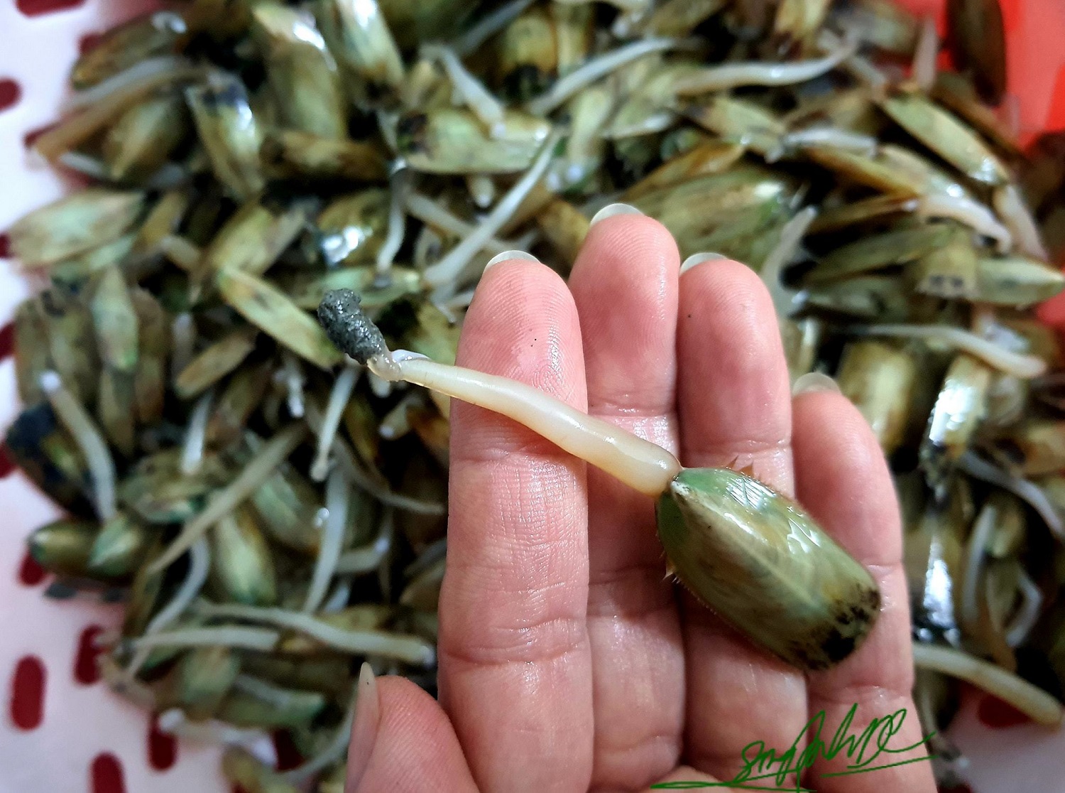 Ở Hải Phòng có đặc sản gỏi "chân dài" dai giòn sần sật, nức tiếng lạ miệng, khách vượt trăm km về thưởng thức- Ảnh 3.