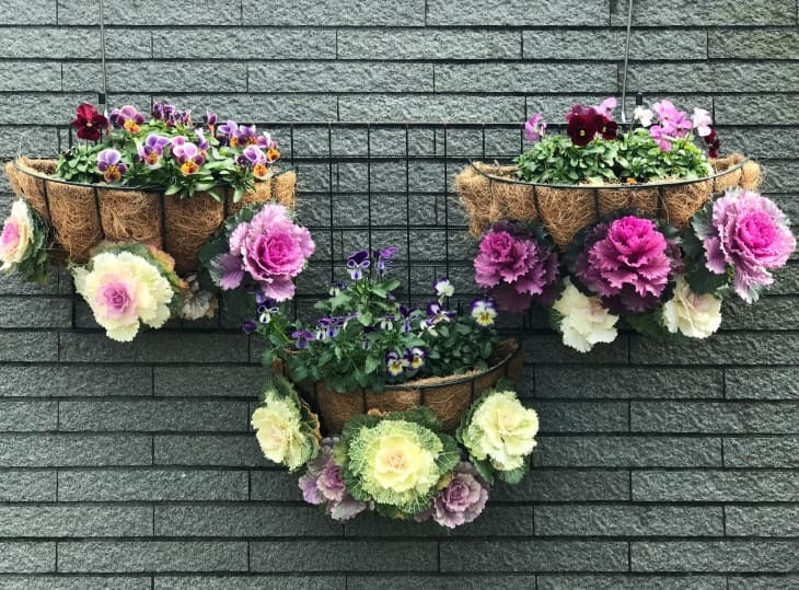 Cây cảnh kỳ lạ, tưởng hoa hóa ra rau, ngỡ mẫu đơn lại là bắp cải, càng già càng độc đẹp- Ảnh 4.