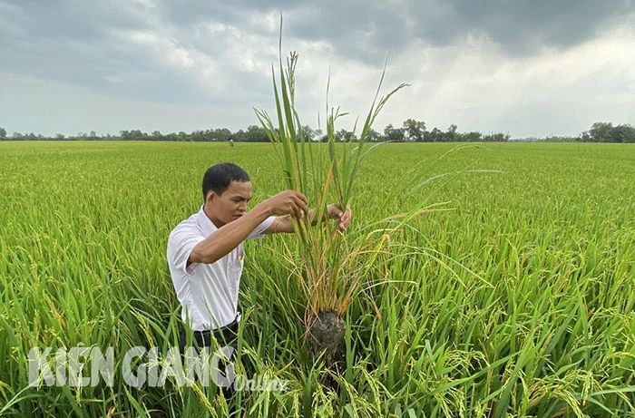 Hơn 50.000ha lúa ở ĐBSCL bị rầy phấn trắng, lãnh đạo Cục BVTV nói: "Không ảnh hưởng đến sản lượng lúa toàn vùng"- Ảnh 2.