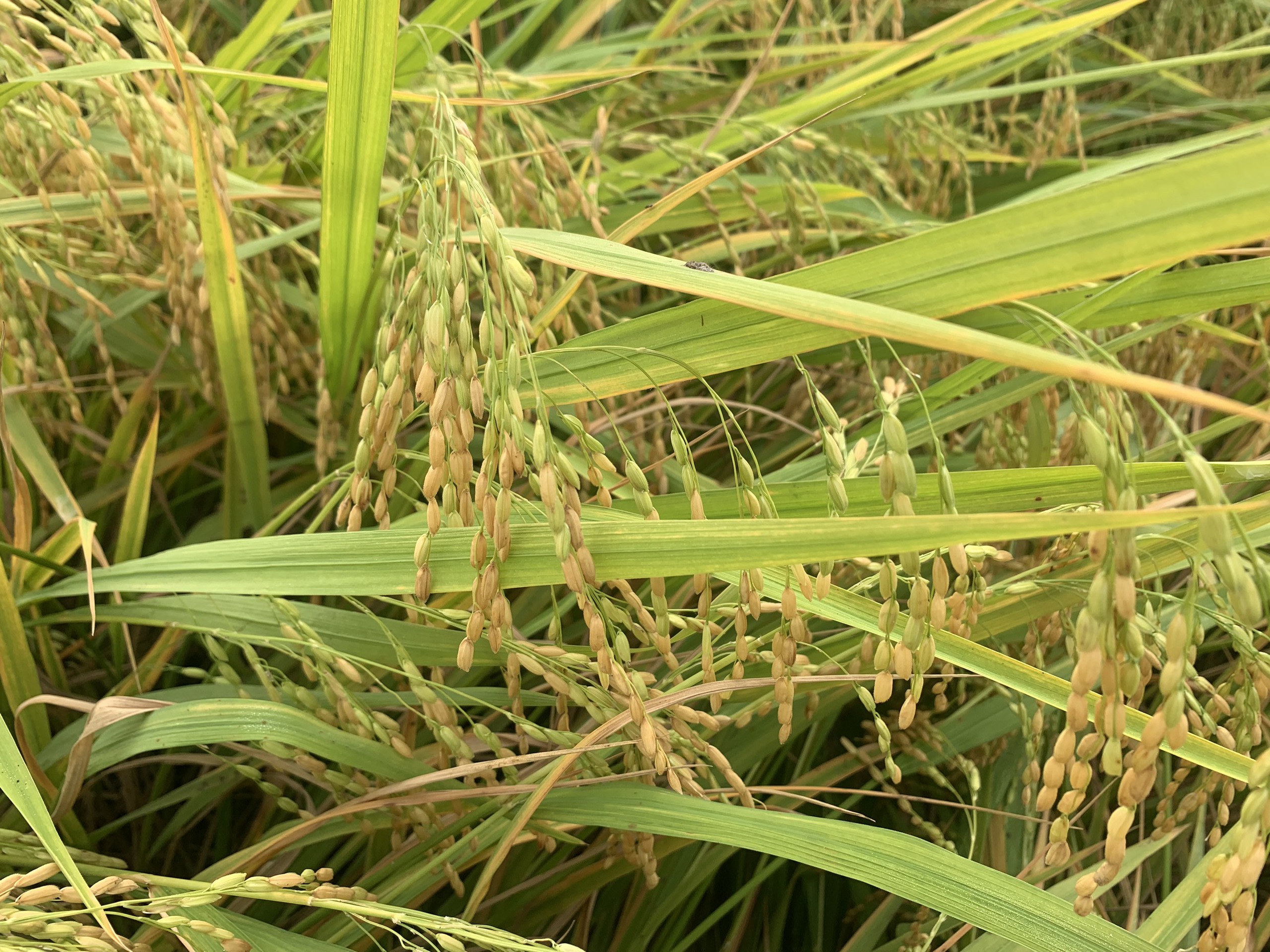 Trên cánh đồng ở An Giang, một bên lúa tốt bời bời, một bên ngã rạp, nông dân thích thú đến xem- Ảnh 4.