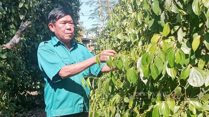 Nông dân Bình Phước thu hoạch tiêu. Ảnh: Nam Bình Nông dân Bình Phước thu hoạch tiêu. Ảnh: Nam Bình