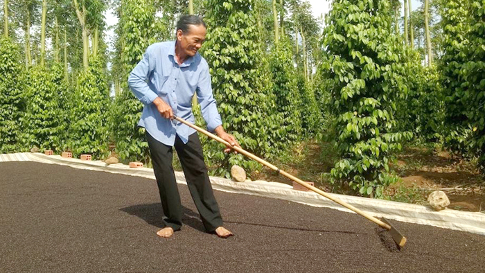 Nông dân xã Suối Cao (huyện Xuân Lộc) phơi hồ tiêu. Ảnh: T.L Nông dân xã Suối Cao (huyện Xuân Lộc) phơi hồ tiêu. Ảnh: T.L