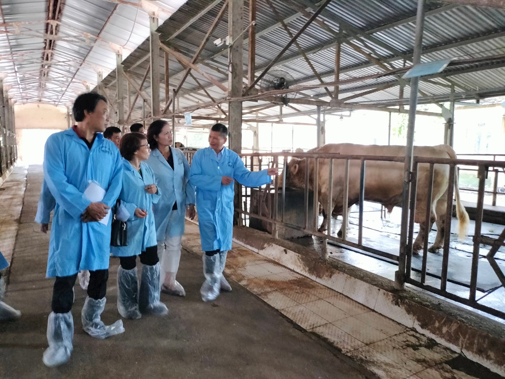 Công ty CP Giống gia súc - điểm sáng trong bức tranh sản xuất giống vật nuôi chất lượng cao của Thủ đô- Ảnh 2.