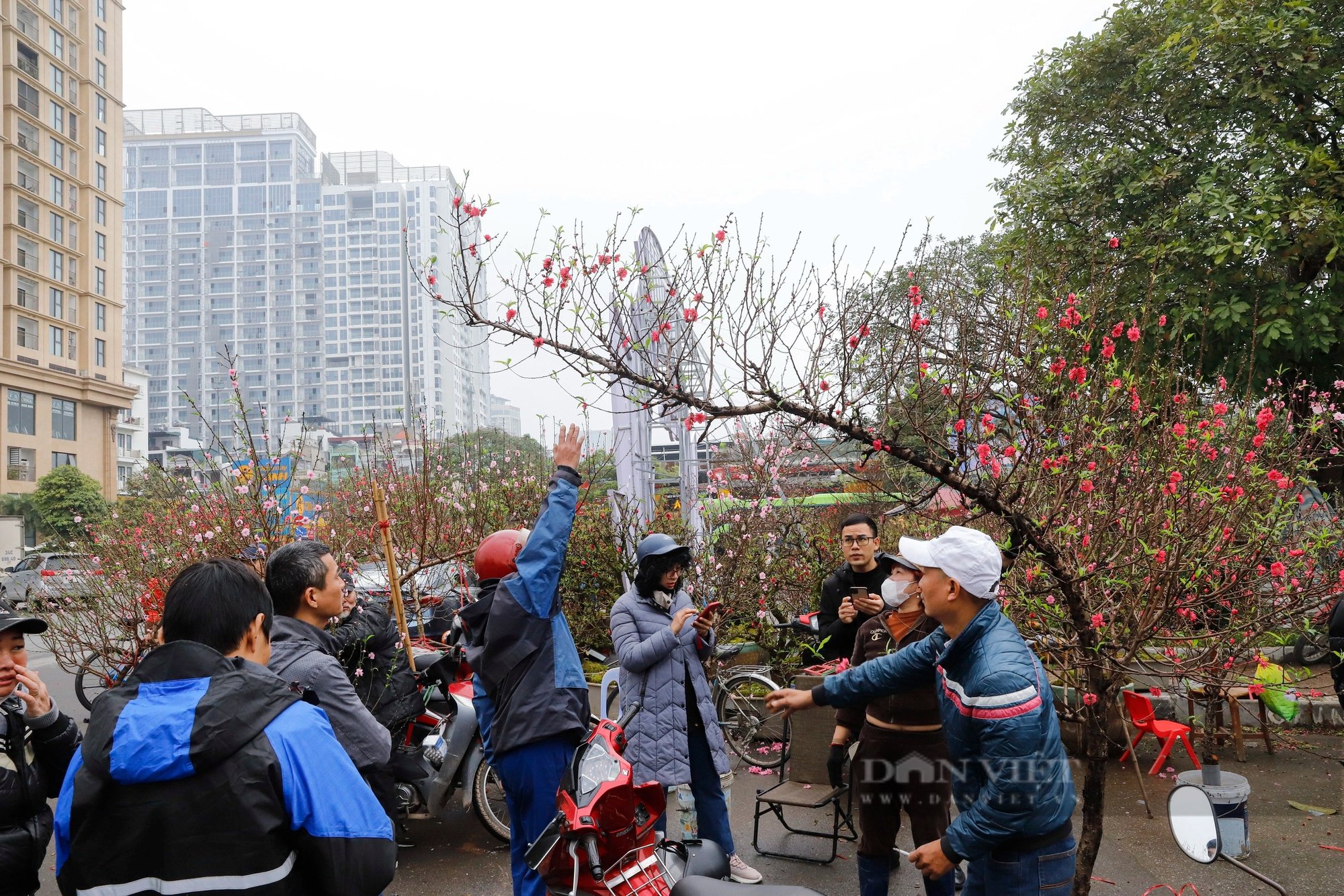 Đào Nhật Tân thế như thác đổ giá bạc triệu hút khách Thủ đô chơi Tết Nguyên đán 2024- Ảnh 3.