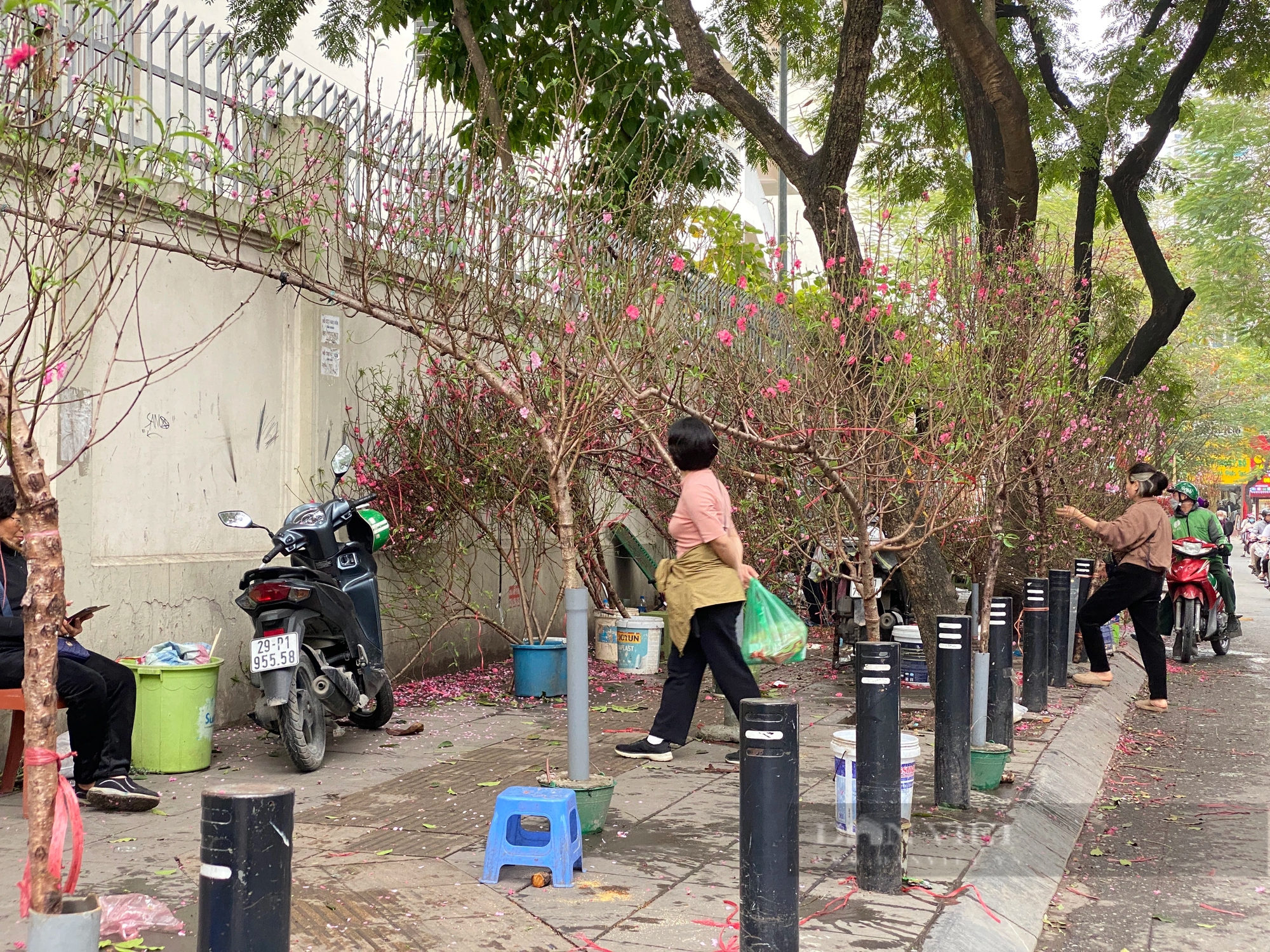 Dân buôn "vỡ mộng" vì giá hoa, nhiều lựa chọn hoa đào rẻ, nhưng khó kiếm khách dù Tết đã cận kề - Ảnh 4.