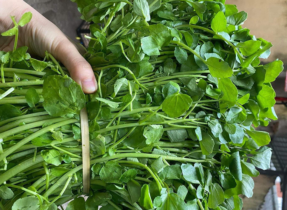 Một món rau từng bị coi như cỏ dại, nhưng lại là “kẻ thù” của lão hóa sớm, phòng được ung thư - Ảnh 1. Một món rau từng bị coi như cỏ dại, nhưng lại là “kẻ thù” của lão hóa sớm, phòng được ung thư - Ảnh 1.