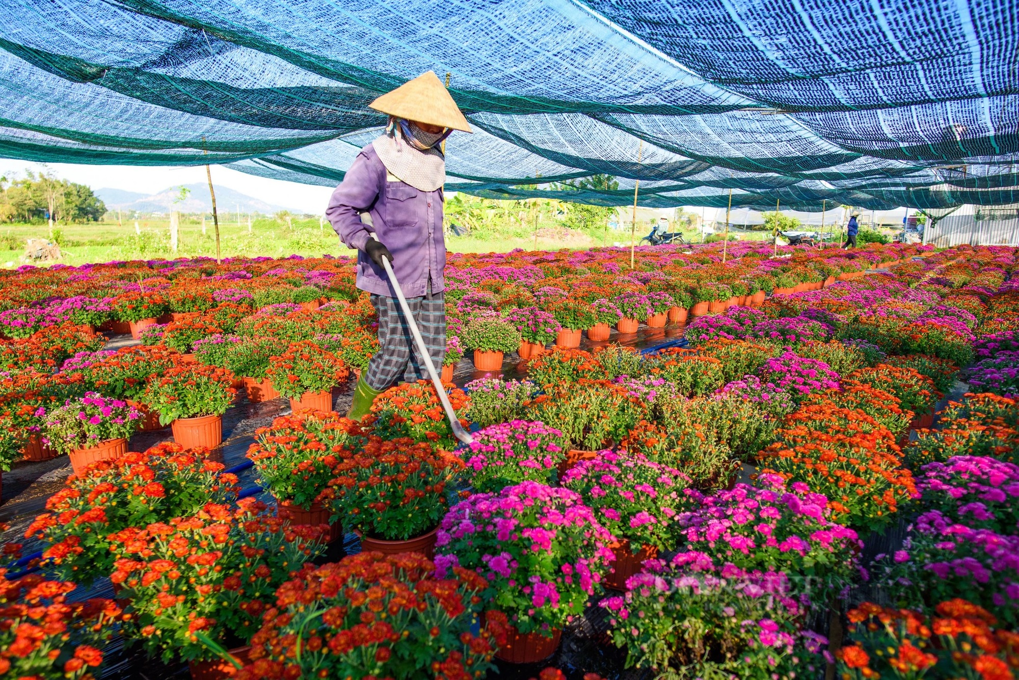 Ảnh ấn tượng tuần: Thông xe đèo Prenn và linh vật rồng "oai phong" ở Bình Định- Ảnh 10.