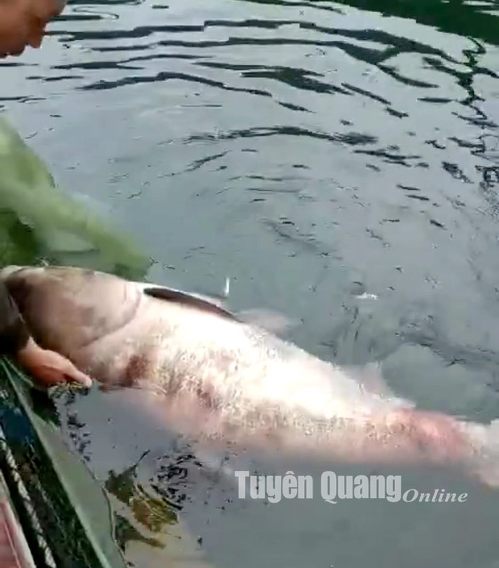 "Quái ngư" cá cờ 200kg và loạt quái ngư khủng sa lưới ngư dân Việt năm 2023- Ảnh 4.