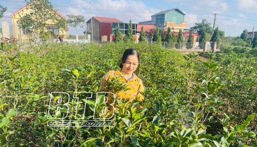 Anh nông dân Thái Bình có 2.500 cây mai vạn phúc, 1.000 cây mộc hương, 4.000 cây nguyệt quế, vụ Tết thu lãi khủng- Ảnh 2.
