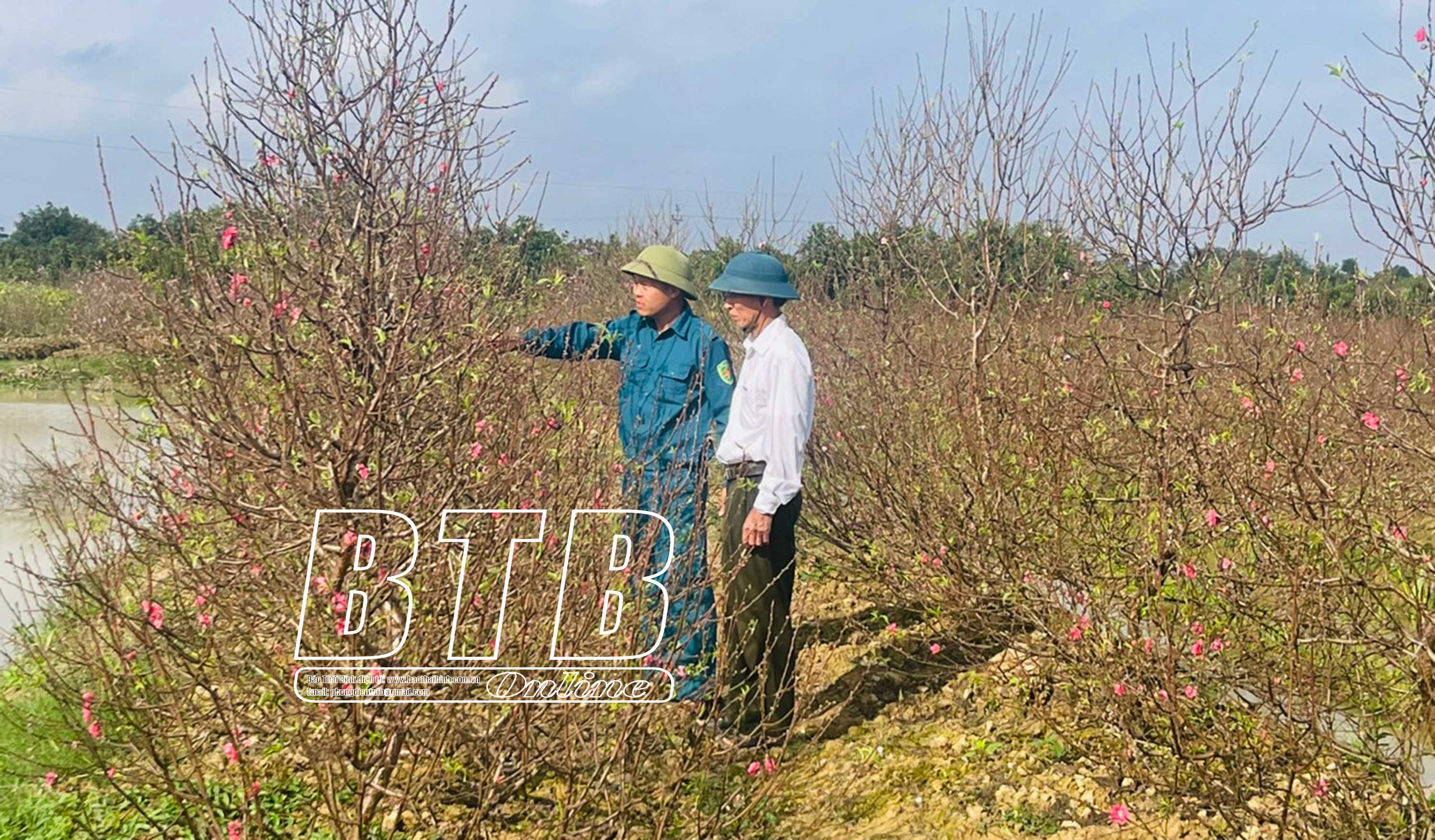 Anh nông dân Thái Bình có 2.500 cây mai vạn phúc, 1.000 cây mộc hương, 4.000 cây nguyệt quế, vụ Tết thu lãi khủng- Ảnh 1.