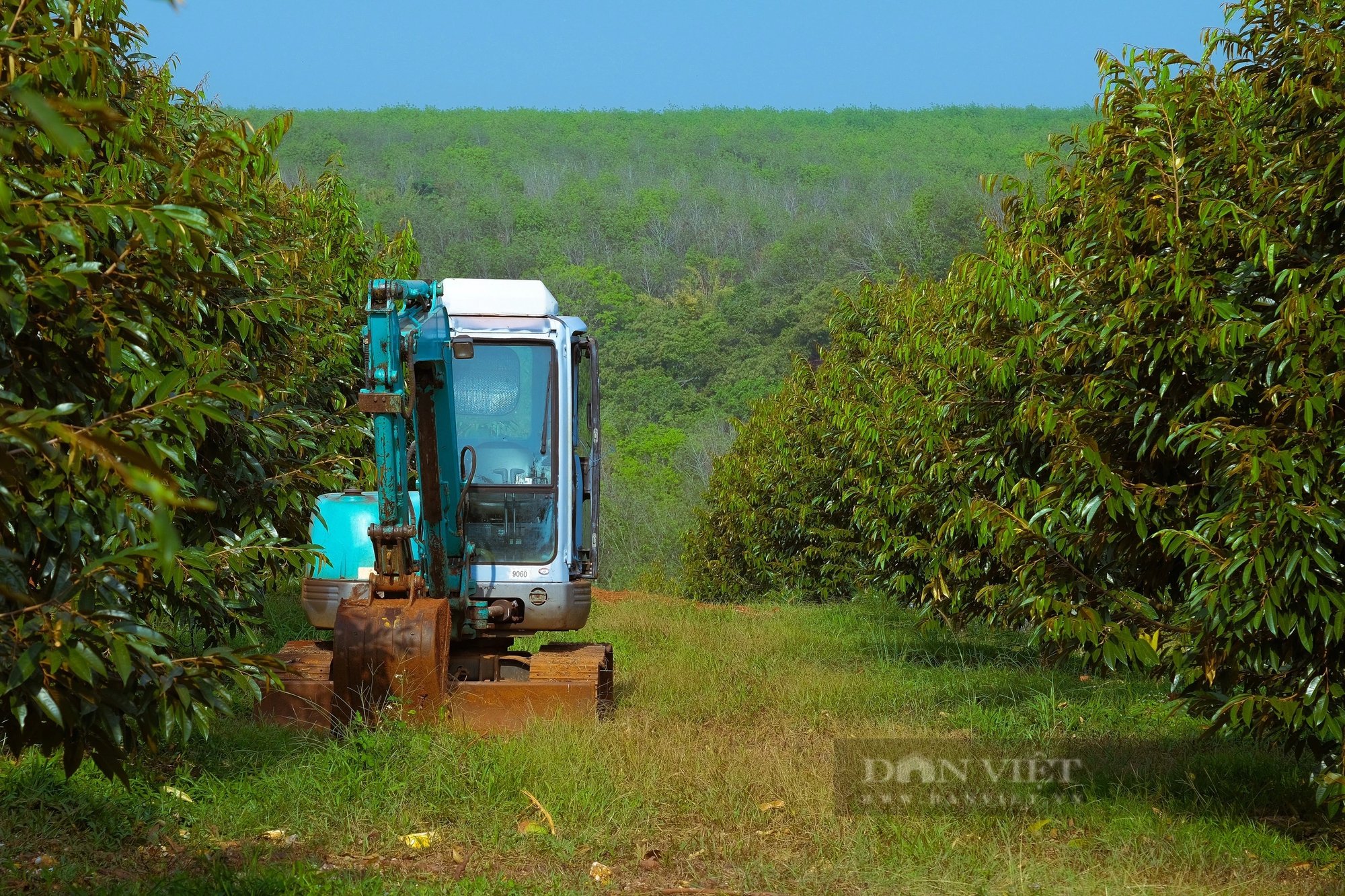 Từ vùng đất cao su cằn cỗi, xuất hiện vườn sầu riêng 55ha công nghệ cao, đầu tư hiện đại nhất Bình Phước- Ảnh 11.