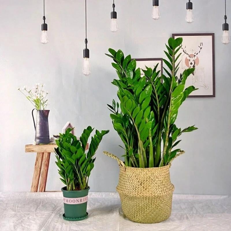 Tết Giáp Thìn, bày 5 cây cảnh may mắn trong nhà để chiêu lộc, sinh tài cho gia đình- Ảnh 5.