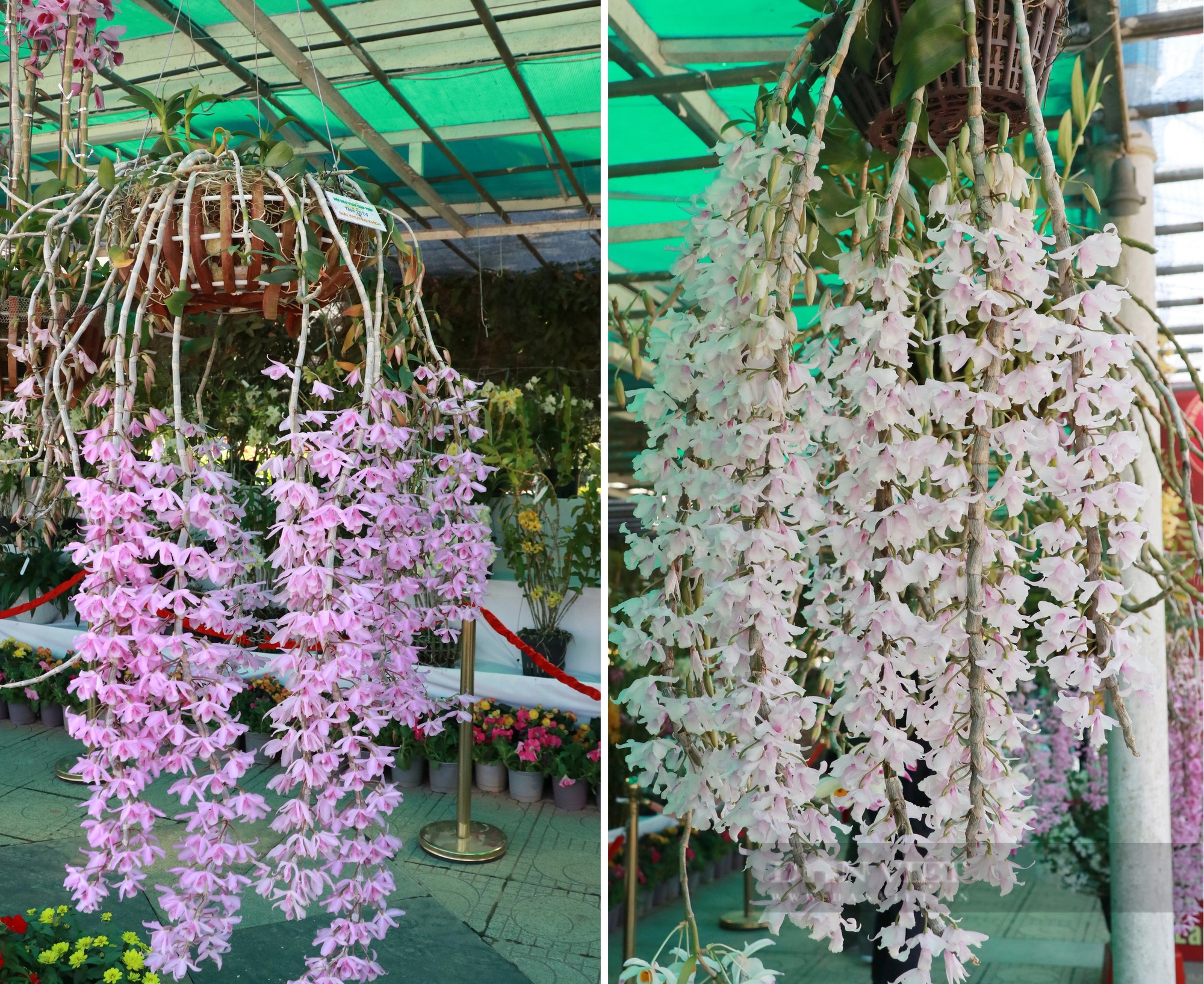 Ngắm thoải mái, chụp hình vô tư những chậu lan rừng tuôn hoa như suối tại Hội hoa xuân Đà Lạt- Ảnh 4.