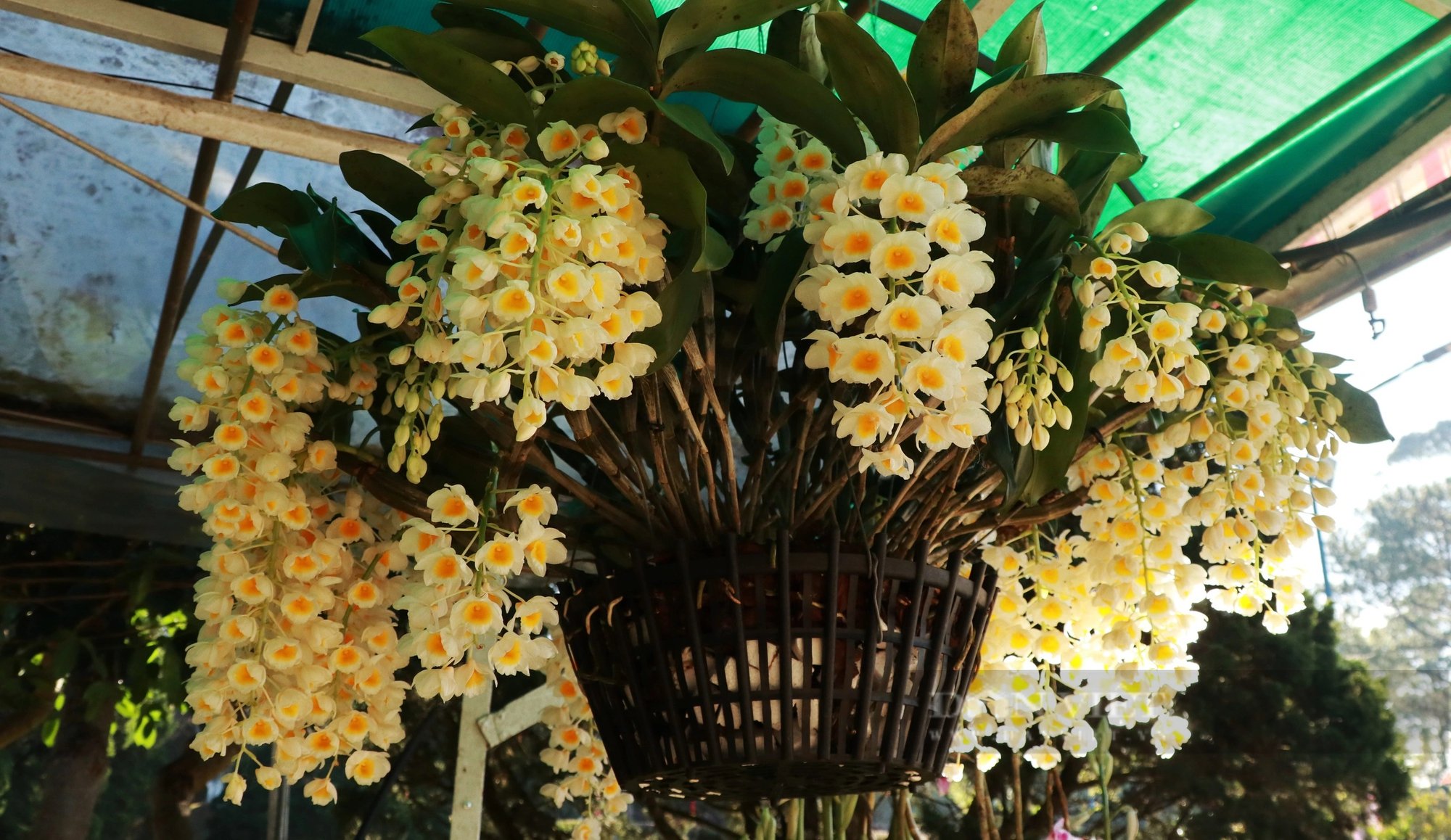 Ngắm thoải mái, chụp hình vô tư những chậu lan rừng tuôn hoa như suối tại Hội hoa xuân Đà Lạt- Ảnh 8.