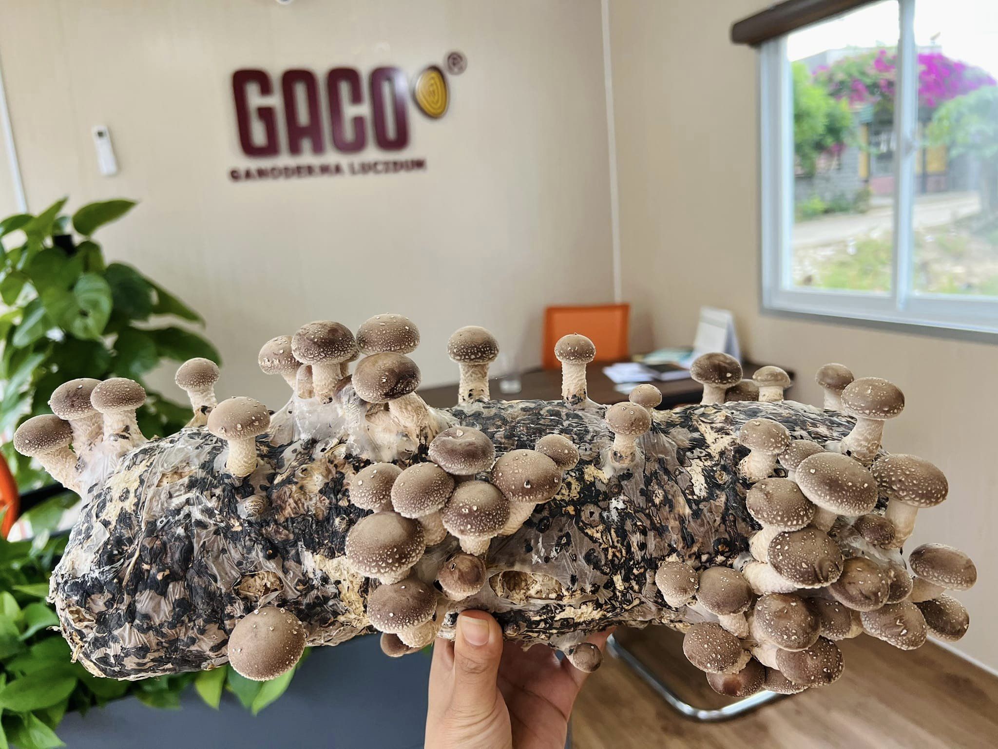 Một cô giám đốc 9X trồng nấm gì mà tạo vô số việc làm, đã thế lại tự trả lương cao cho chính mình?- Ảnh 5.