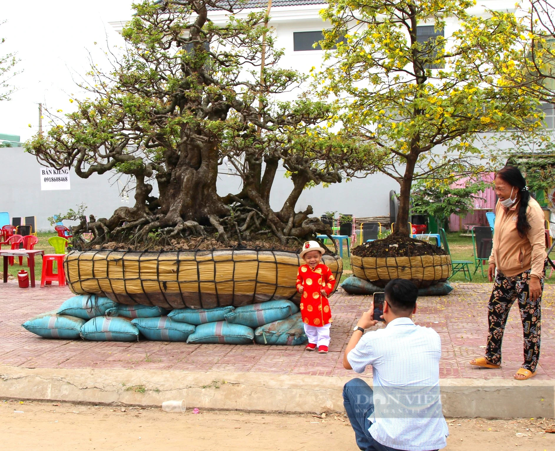 Một cây cổ thụ 190 tuổi đang phát giá 2 tỷ tại chợ hoa xuân Cần Thơ, đó là loài cây gì?- Ảnh 8.