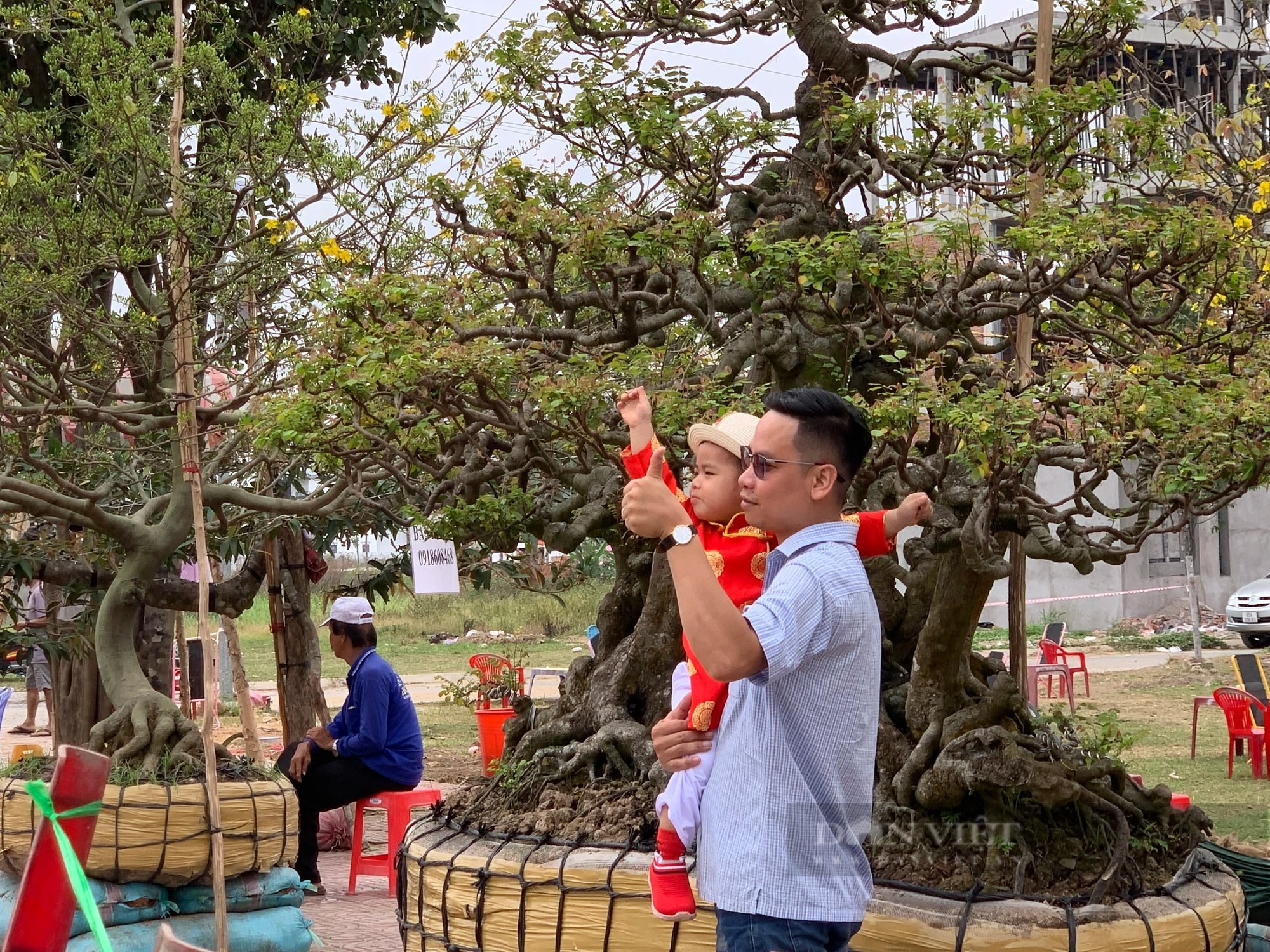 Một cây cổ thụ 190 tuổi đang phát giá 2 tỷ tại chợ hoa xuân Cần Thơ, đó là loài cây gì?- Ảnh 10.