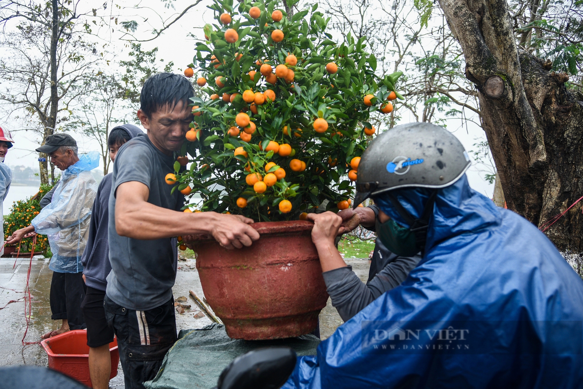 Người dân xứ Huế "đội mưa" săn cây cảnh hạ giá trong ngày 30 Tết- Ảnh 7.