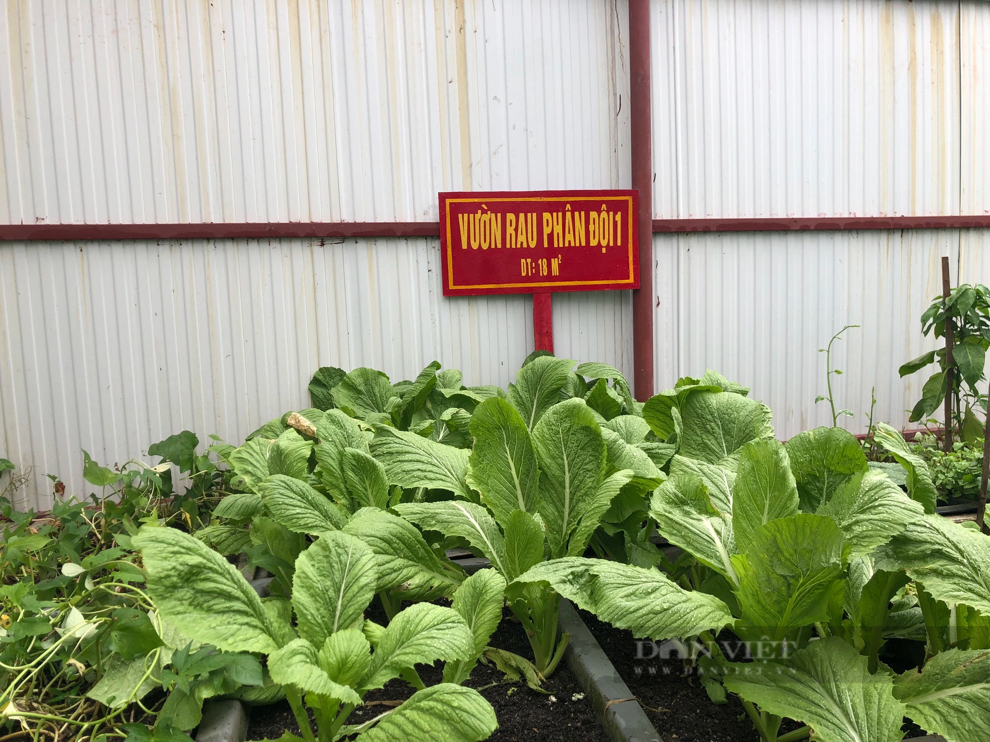 Những "nông dân" nuôi, trồng trên Biển Đông giúp Trường Sa, vùng nhà giàn DK1 thêm xanh- Ảnh 7.