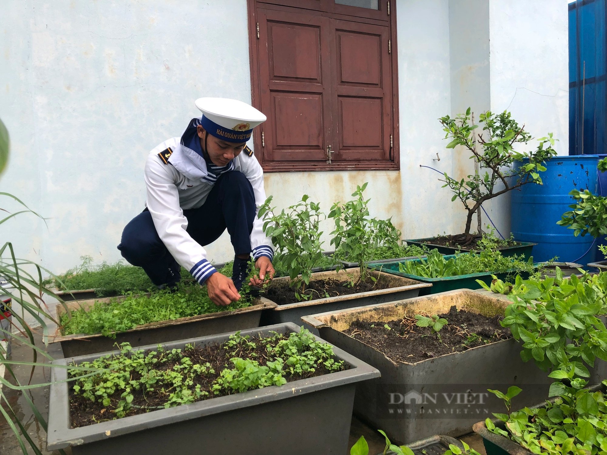 Những "nông dân" nuôi, trồng trên Biển Đông giúp Trường Sa, vùng nhà giàn DK1 thêm xanh- Ảnh 8.