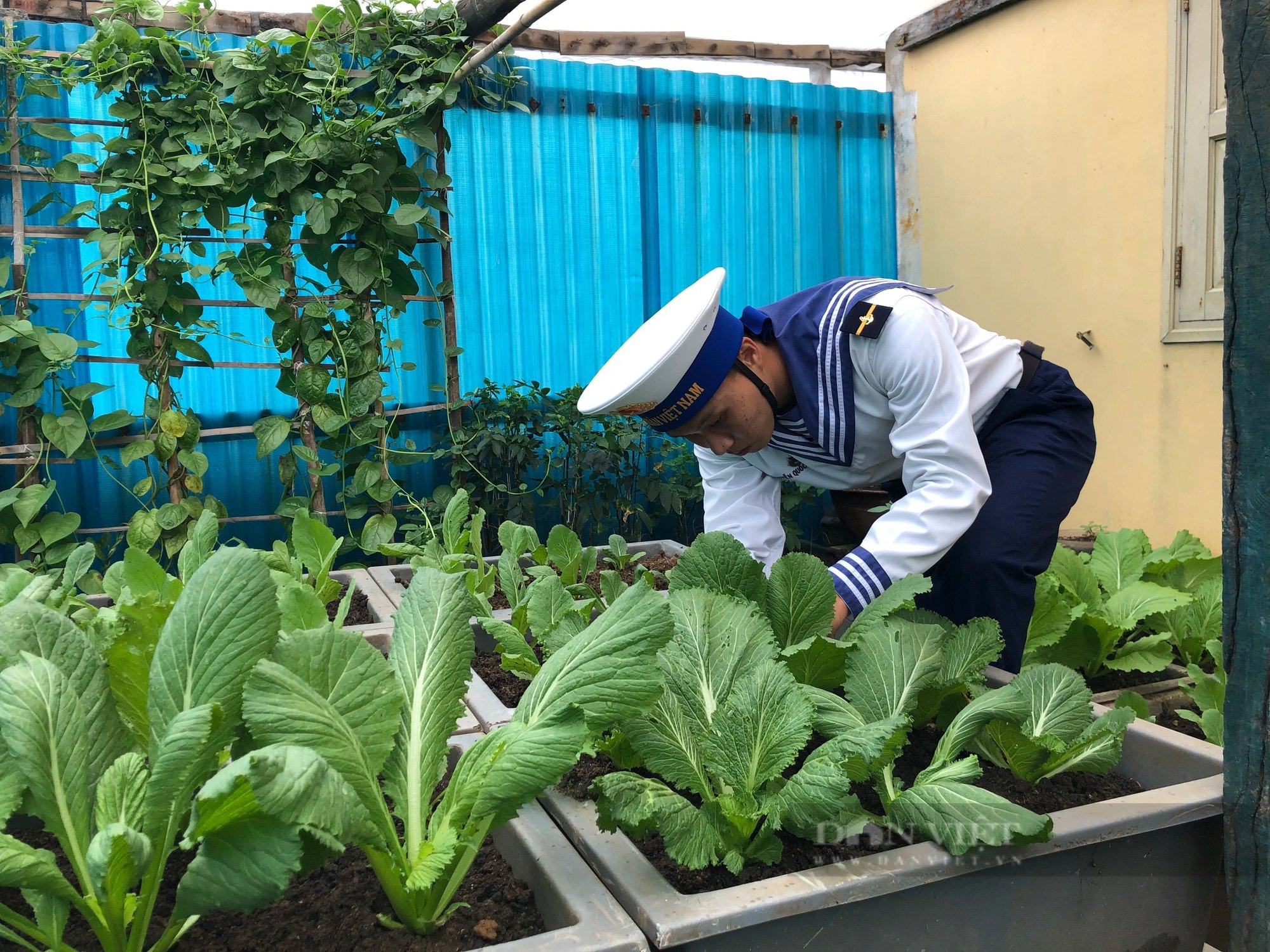 Những "nông dân" nuôi, trồng trên Biển Đông giúp Trường Sa, vùng nhà giàn DK1 thêm xanh- Ảnh 9.