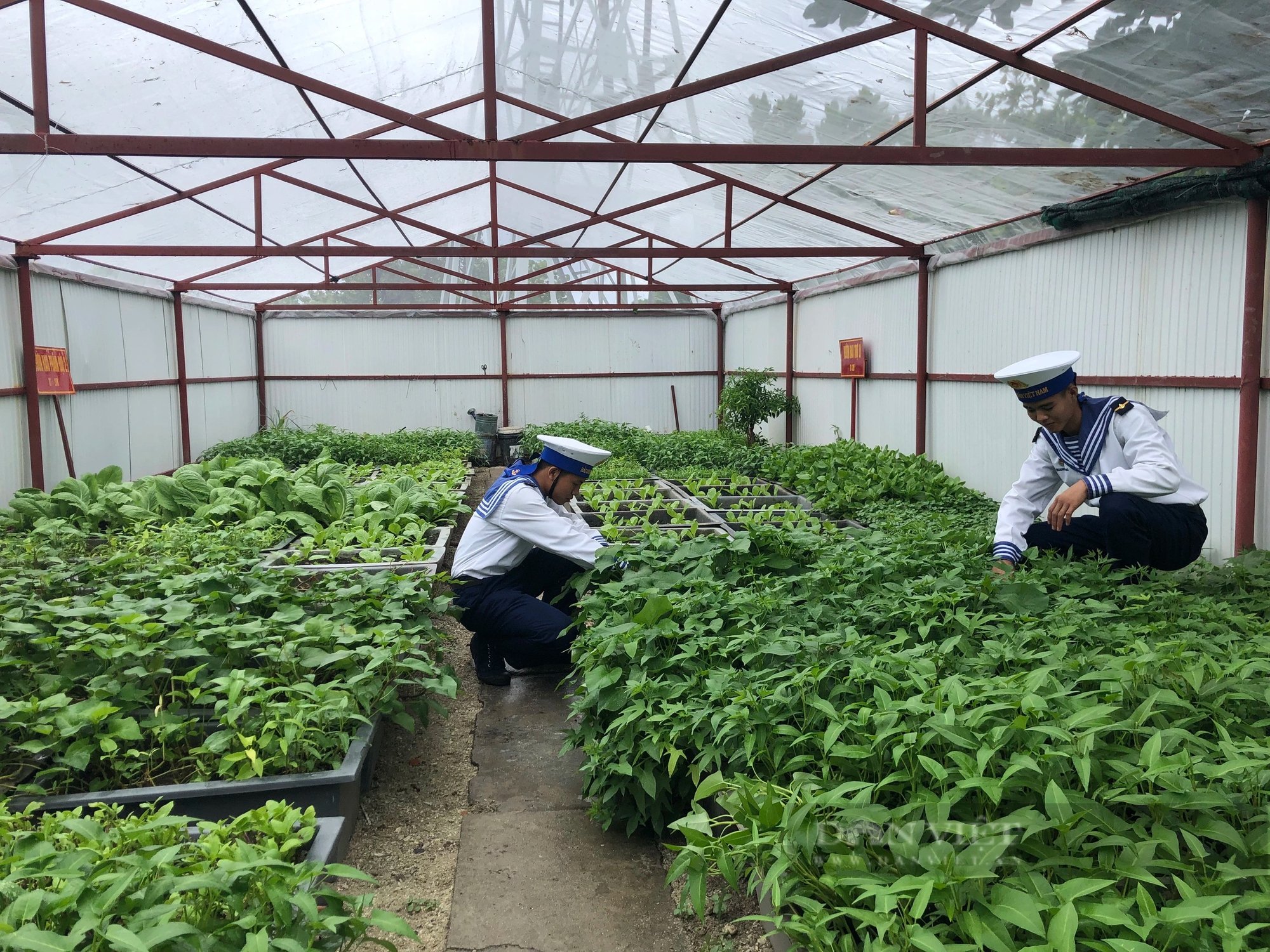 Những "nông dân" nuôi, trồng trên Biển Đông giúp Trường Sa, vùng nhà giàn DK1 thêm xanh- Ảnh 12.